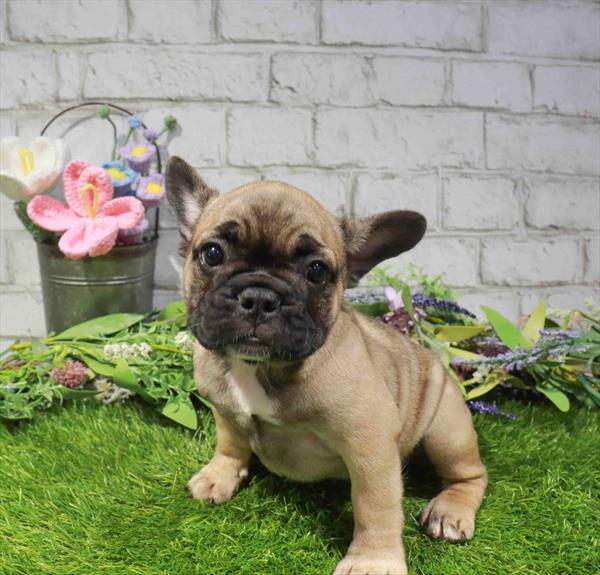 French Bulldog - 3454