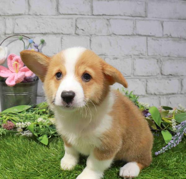 Pembroke Welsh Corgi - 3462