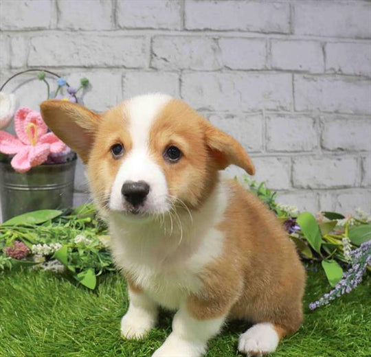 Pembroke Welsh Corgi - 3462