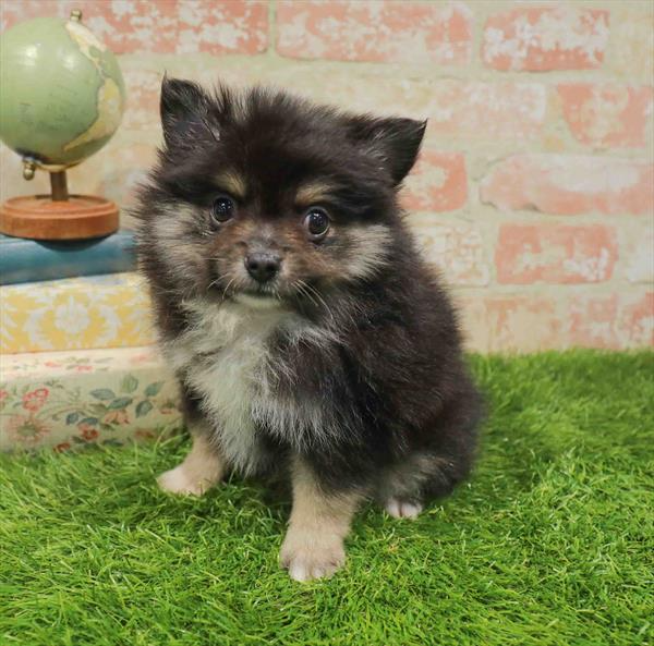 Pomeranian - 3556