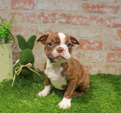 Boston Terrier - 3559
