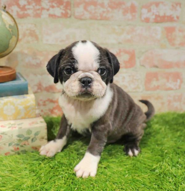 Pug - 3862