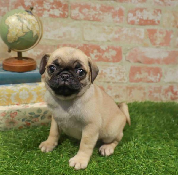 Pug - 3886