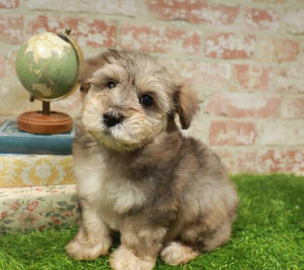 Schnoodle - 3956