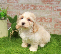 Cock A Poo (Cocker Spaniel/Mini Poodle) - 4256