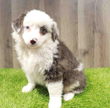 Miniature Australian Shepherd - 4396