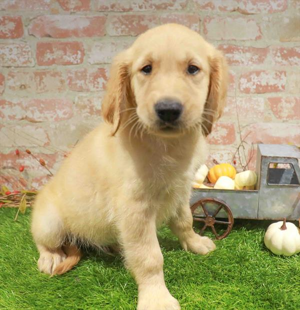 Golden Retriever - 4642