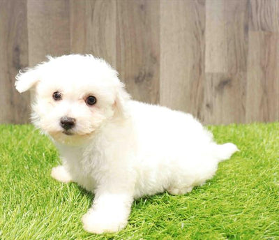 Bichon Frise - 4747