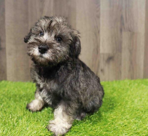 Miniature Schnauzer - 4788