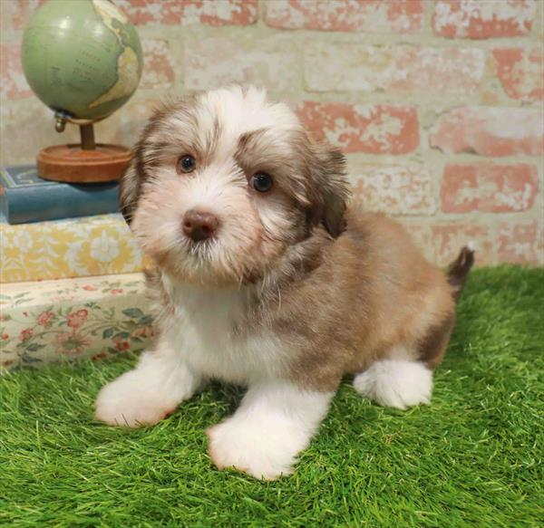 Havanese - 4915