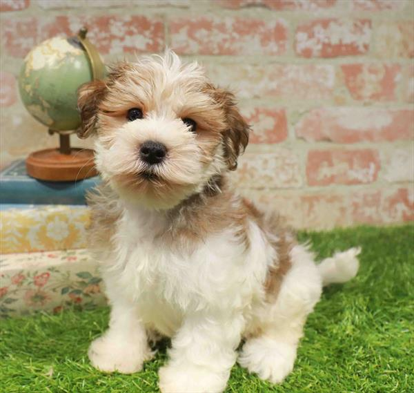 Morkie - 5017