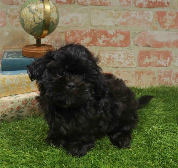 Shih Tzu - 5065