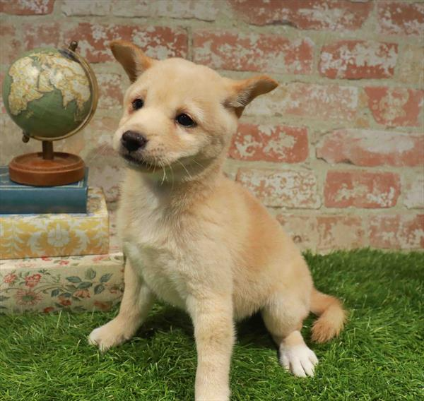 Shiba Inu - 5076