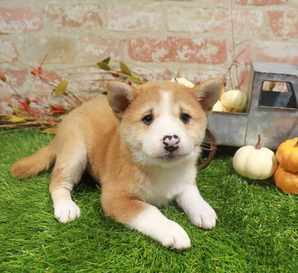 Shiba Inu - 5213