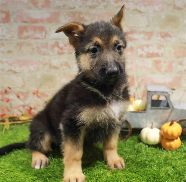 German Shepherd - 5222