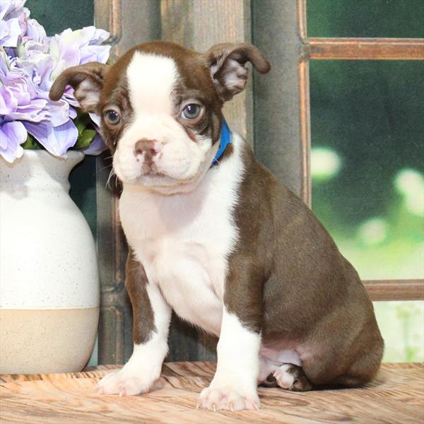 Boston Terrier - 5344