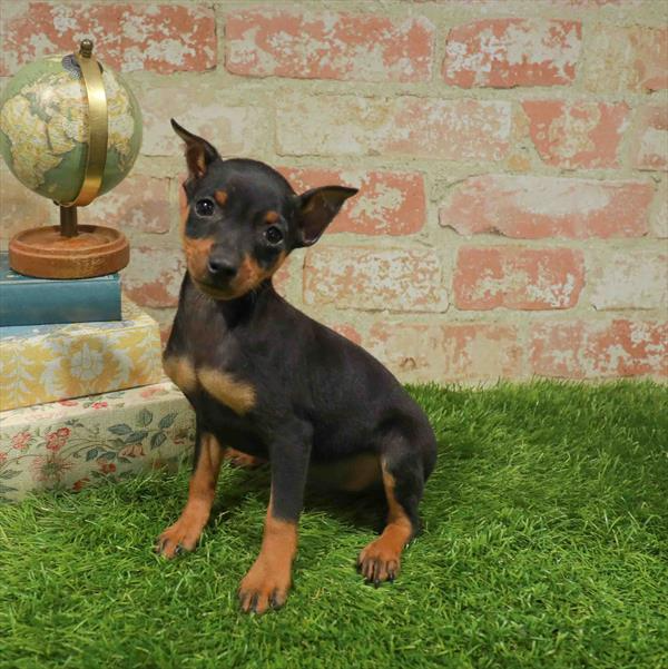 Miniature Pinscher - 5453