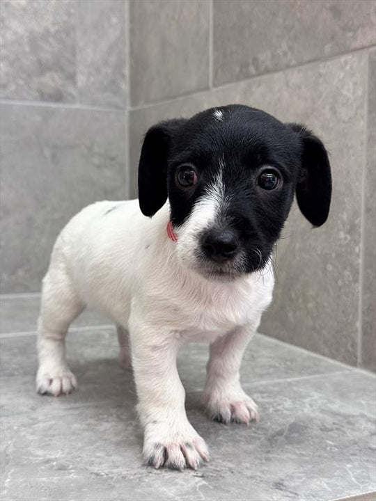 Jack Russell - 5611