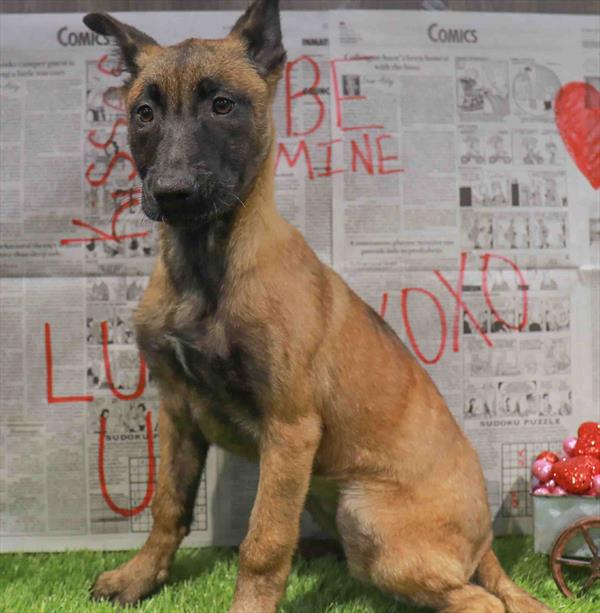 Belgian Malinois - 5618