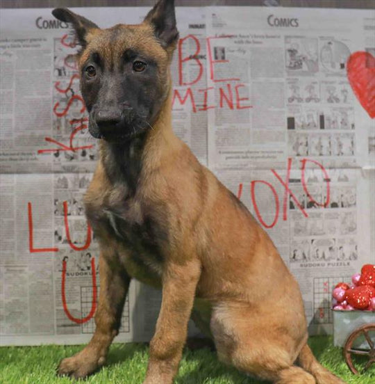 Belgian Malinois - 5618
