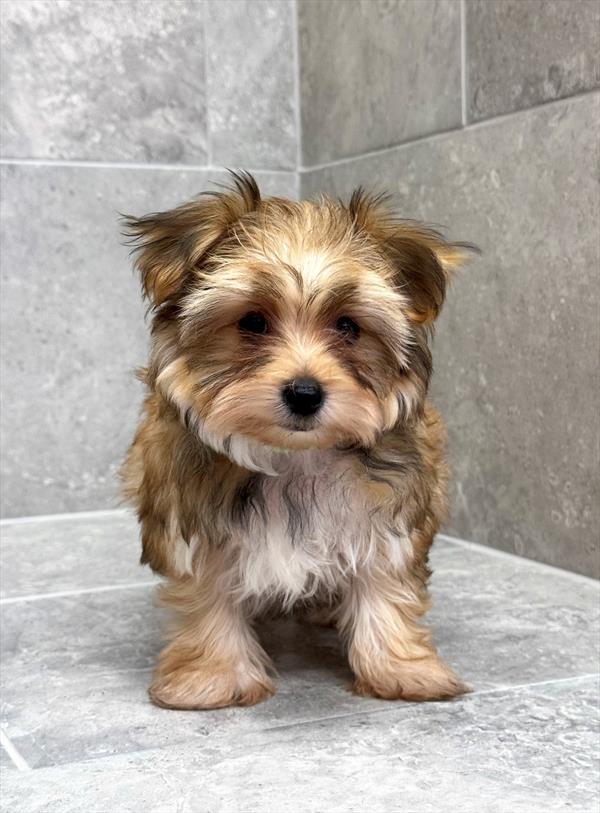 Yochon (Yorkie/Bichon Frise) - 5685