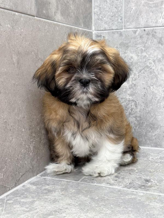 Lhasa Apso- 5689