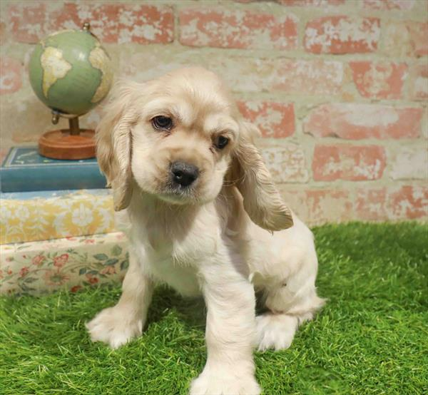 Cocker Spaniel - 5710