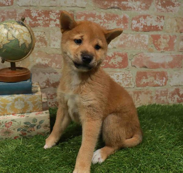 Shiba Inu - 5725