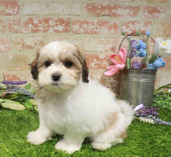 Teddy Bear (Shih Tzu/Bichon Frise) - 5743