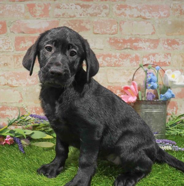 Labrador Retriever - 5758