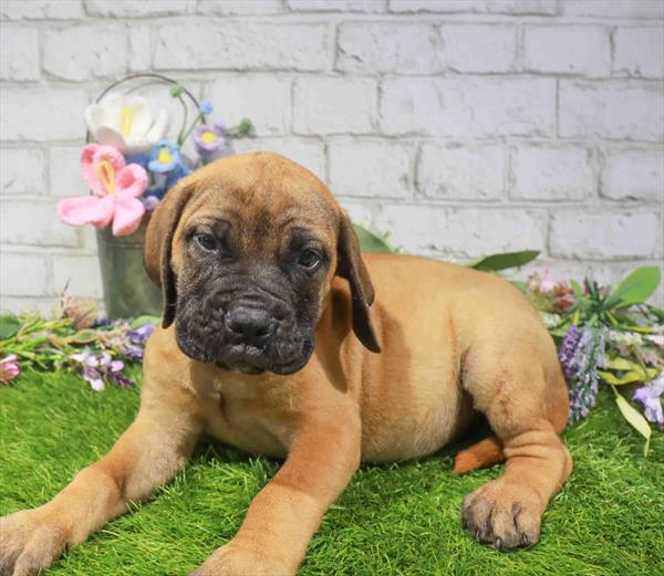 Bullmastiff - 5763