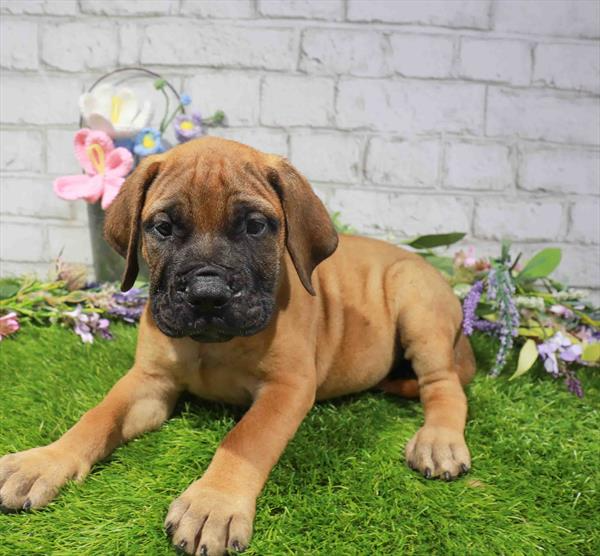 Bullmastiff - 5778