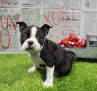 Boston Terrier - 5848
