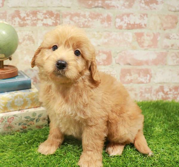 Miniature Goldendoodle - 6178