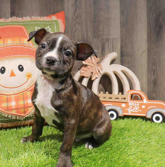 Boston Terrier - 6200