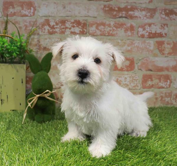 West Highland White Terrier - 6253