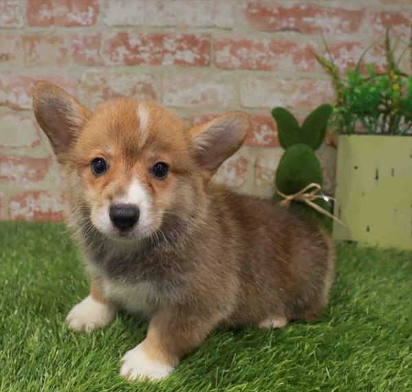 Pembroke Welsh Corgi - 6276