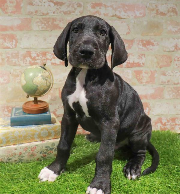 Great Dane - 6311