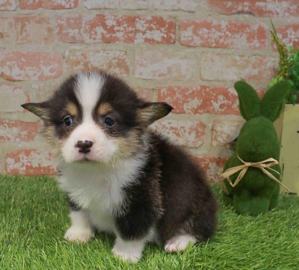 Pembroke Welsh Corgi - 6315