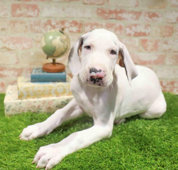 Great Dane - 6382