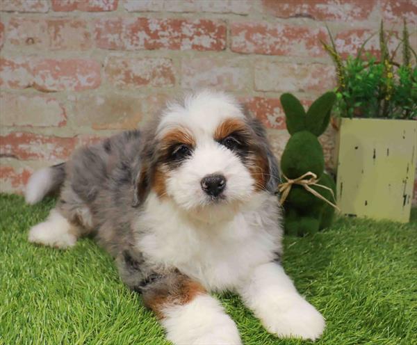 Mini Bernedoodle (Bernese Mt Dog/Mini Poodle) - 6492