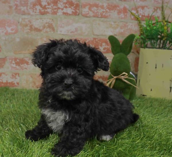 Yorkiepoo (Yorkie/Poodle) - 6512