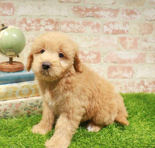 Miniature Goldendoodle - 6666