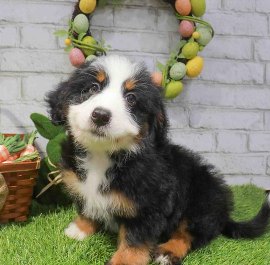 Mini Poodle/Bernedoodle Mini (Bernese Mt Dog/Poodle) - 6672