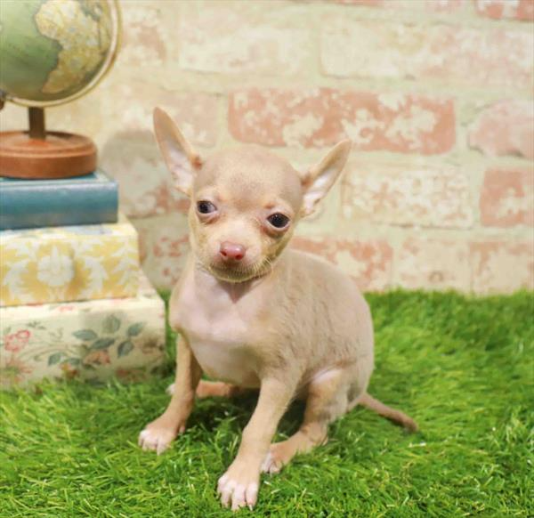 Chihuahua - 6679