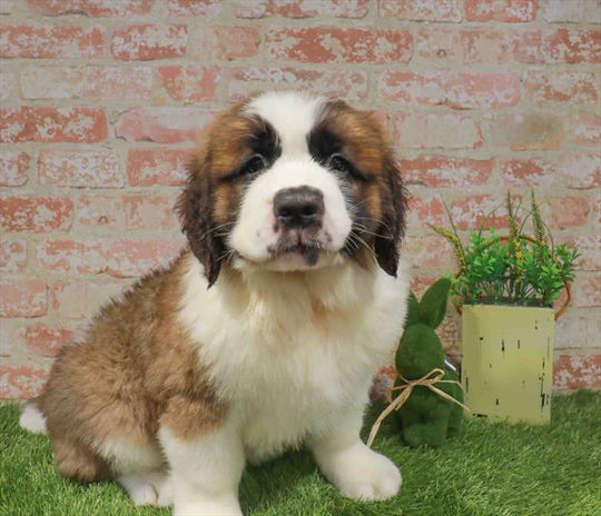 Saint Bernard - 6709