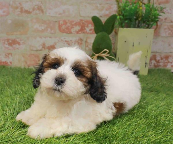 Teddy Bear (Shih Tzu/Bichon Frise) - 6792