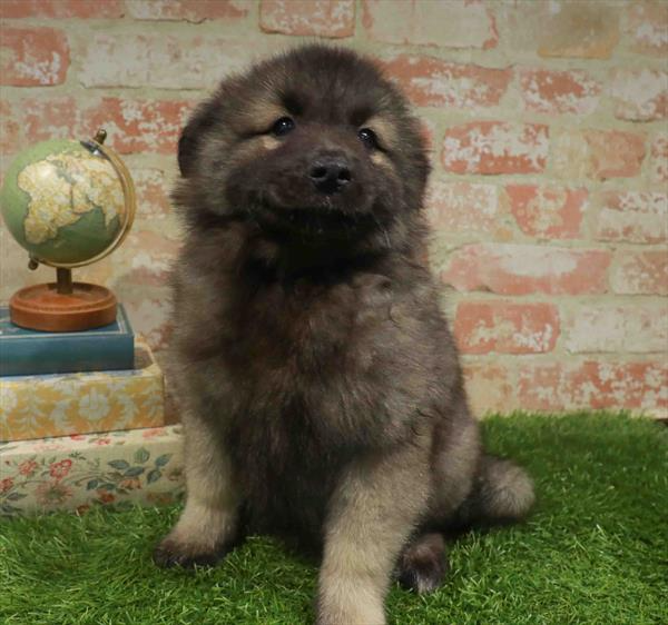 Keeshond - 6965