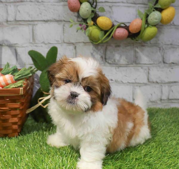 Shihpoo (Shih Tzu/Poodle) - 6997