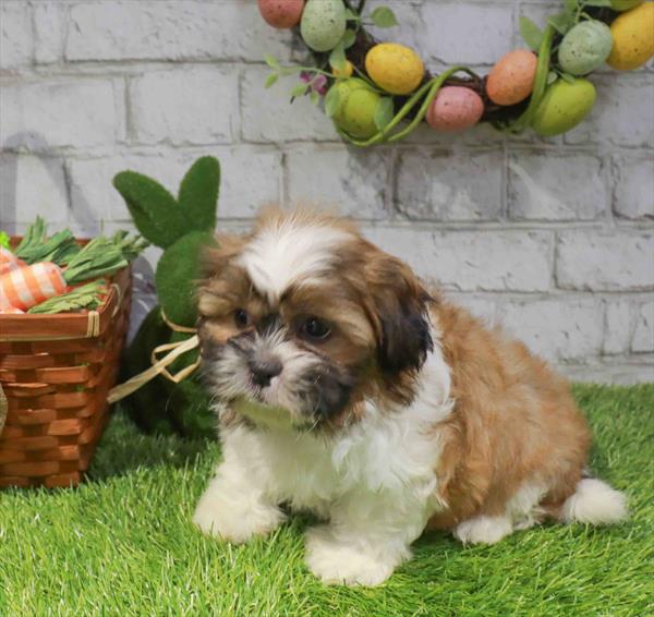 Shihpoo (Shih Tzu/Poodle) - 7000